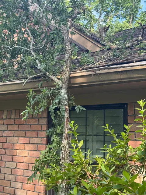 Close-up of a fallen limb resting on the shingles and across the gutter line, with the broken end of a branch lodged on the roof above. Even when a tree doesn't break through, the weight and impact can crack shingles, dent or pull gutters away from the fascia, and leave punctures that leak in the next rain. Removing limbs carefully, without dragging them across the shingles, avoids adding more damage while the tree comes off.